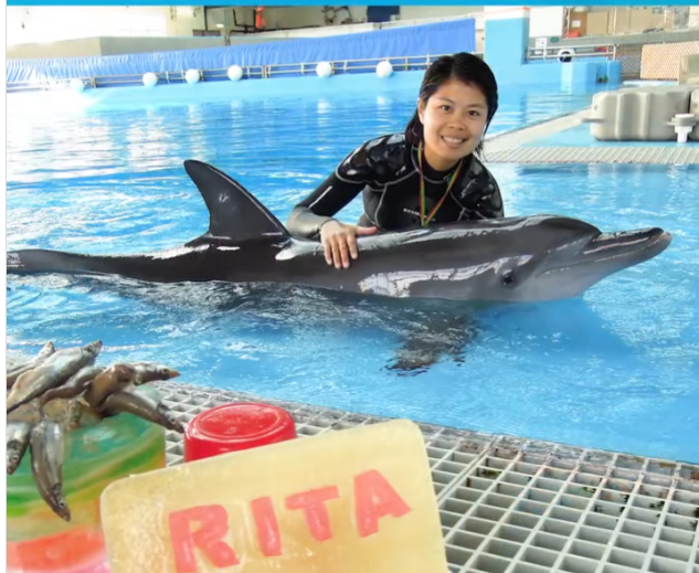 海洋公園印度太平洋樽鼻海豚Rita病逝。海洋公園影片截圖