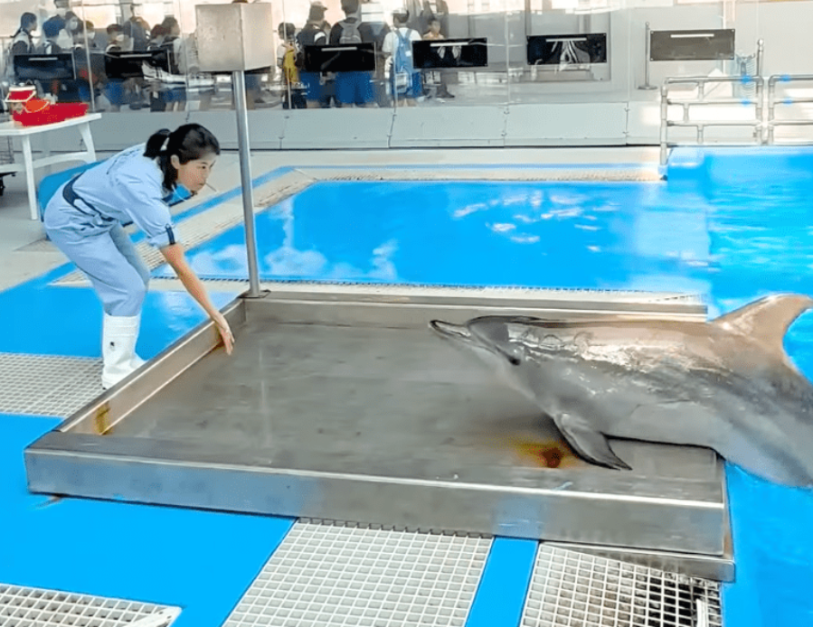 海洋公園印度太平洋樽鼻海豚Rita病逝。海洋公園影片截圖