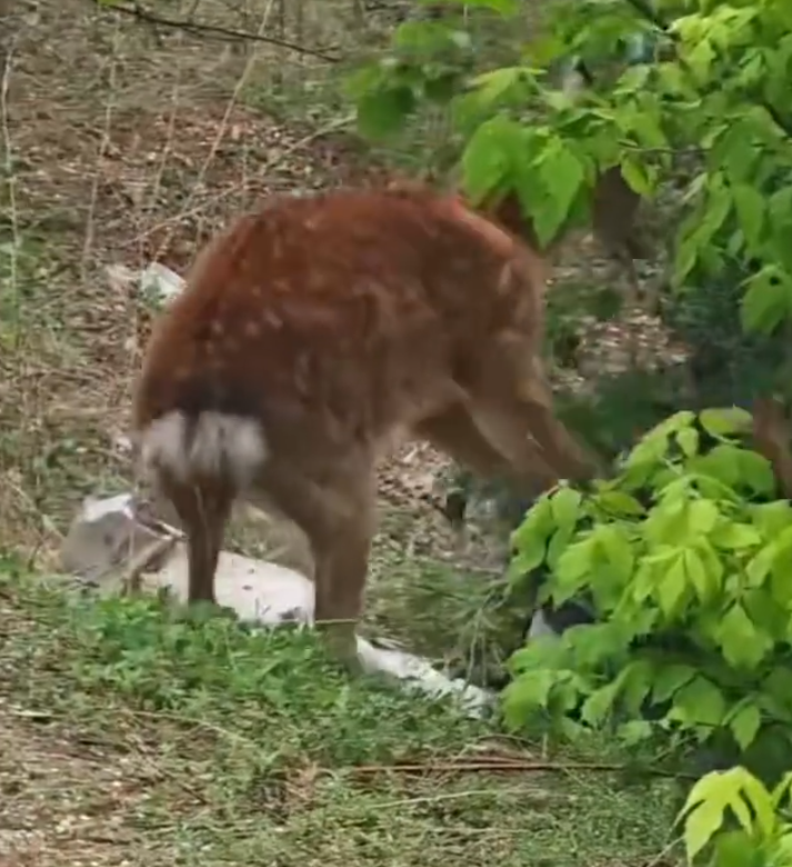 內地一名女子近日在遼寧省大連市,靠近剛出生的梅花鹿試圖拍攝,卻引發母鹿一陣暴打,罕見畫面曝光引發討論。