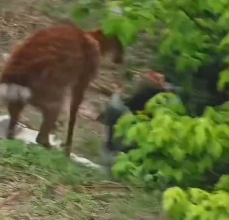 內地一名女子近日在遼寧省大連市,靠近剛出生的梅花鹿試圖拍攝,卻引發母鹿一陣暴打,罕見畫面曝光引發討論。