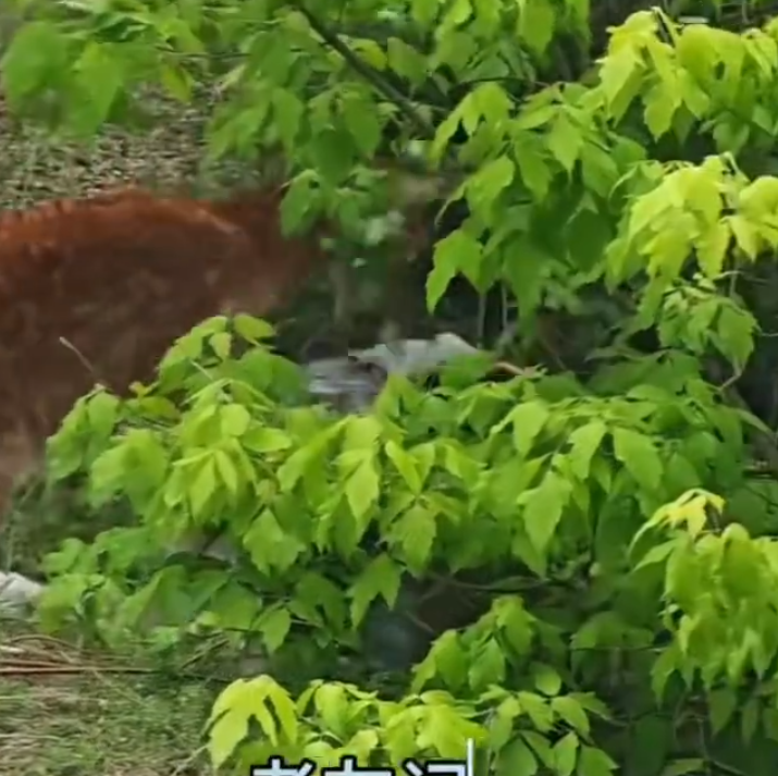 內地一名女子近日在遼寧省大連市,靠近剛出生的梅花鹿試圖拍攝,卻引發母鹿一陣暴打,罕見畫面曝光引發討論。