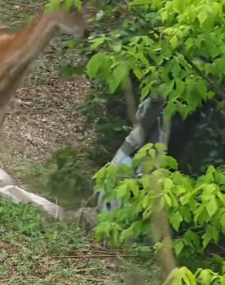 內地一名女子近日在遼寧省大連市,靠近剛出生的梅花鹿試圖拍攝,卻引發母鹿一陣暴打,罕見畫面曝光引發討論。