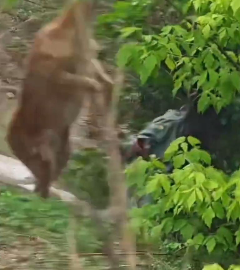 內地一名女子近日在遼寧省大連市,靠近剛出生的梅花鹿試圖拍攝,卻引發母鹿一陣暴打,罕見畫面曝光引發討論。
