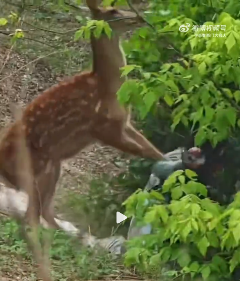 內地一名女子近日在遼寧省大連市,靠近剛出生的梅花鹿試圖拍攝,卻引發母鹿一陣暴打,罕見畫面曝光引發討論。