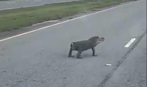 斷尾鱷魚馬路慢行嚇人怪異 網民:遠看以為是狗(有片)