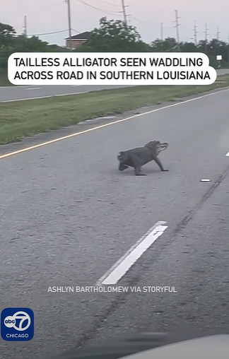 斷尾鱷魚馬路慢行嚇人怪異 網民:遠看以為是狗(有片)