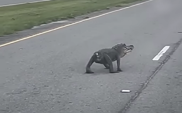 斷尾鱷魚馬路慢行嚇人怪異 網民:遠看以為是狗(有片)