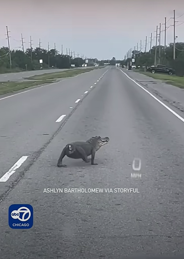 斷尾鱷魚馬路慢行嚇人怪異 網民:遠看以為是狗(有片)