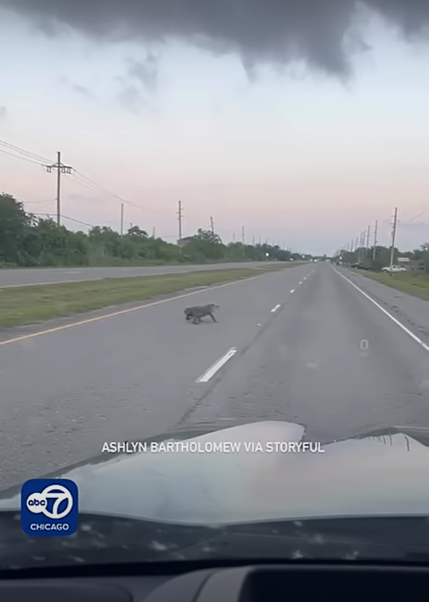 斷尾鱷魚馬路慢行嚇人怪異 網民:遠看以為是狗(有片)