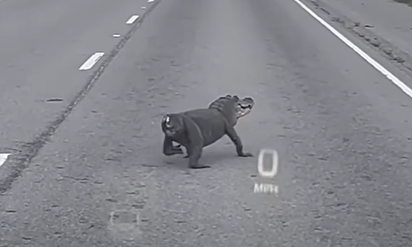 斷尾鱷魚馬路慢行嚇人怪異 網民:遠看以為是狗(有片)