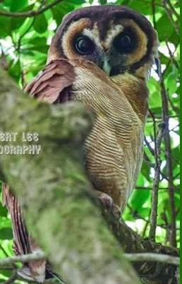 褐林鴞。(嘉道理農場圖片)