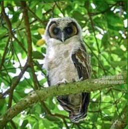 褐林鴞幼鳥。(嘉道理農場圖片)