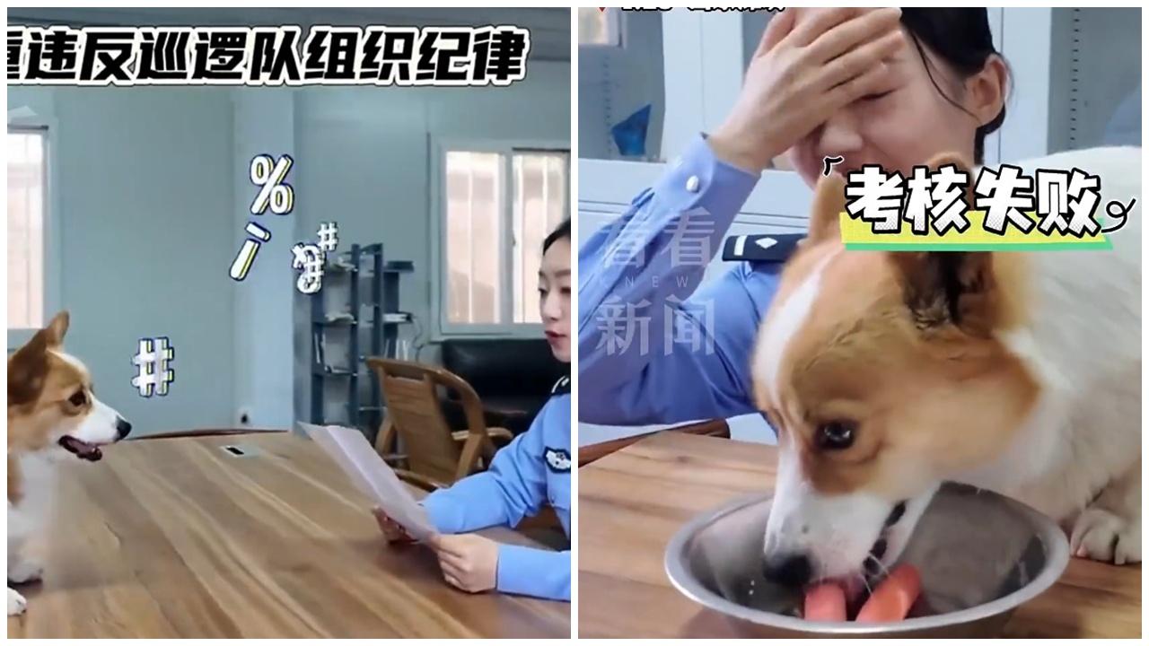 事後領犬員公開把福仔訓斥一頓。(微博)