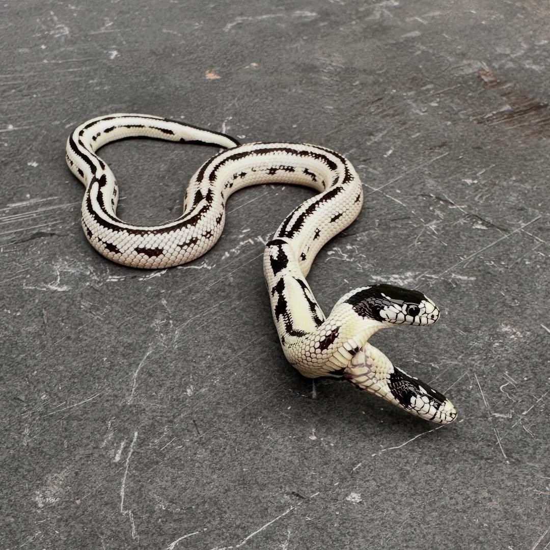 店家幫牠們兩個頭分別命名為「Angel」和「Zeke」。(IG)