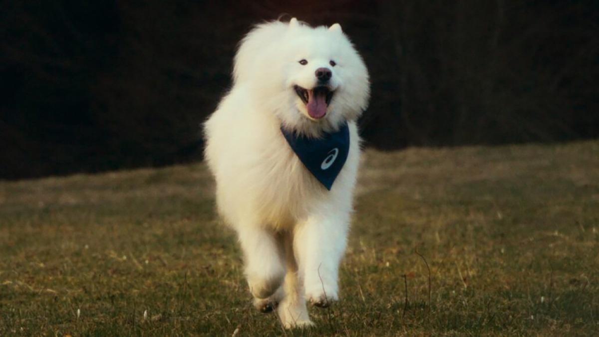 7歲西摩犬「Felix」在IG上有破122萬人次追蹤,至今已經到訪過36個國家。(X)