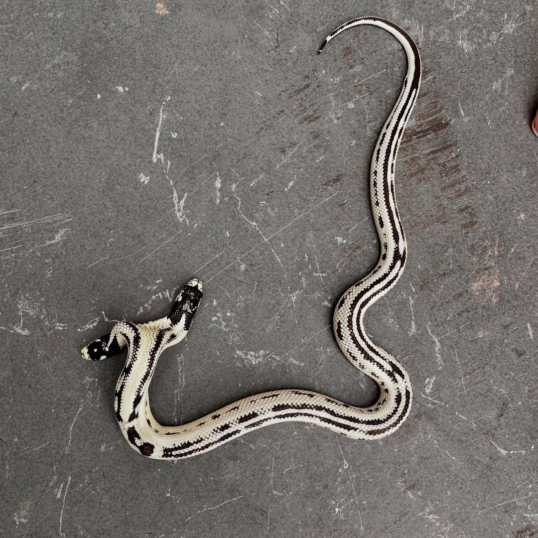 牠們體長已經超過30厘米,相當有活力。(IG)