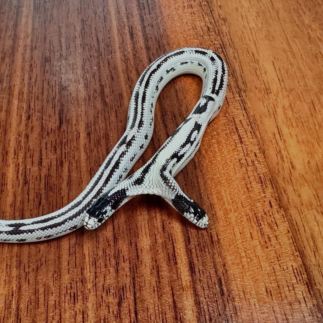 店家表示,這兩顆頭各自有不同的想法,一顆頭可能想往右走,而另一顆可能想往左走。(IG)