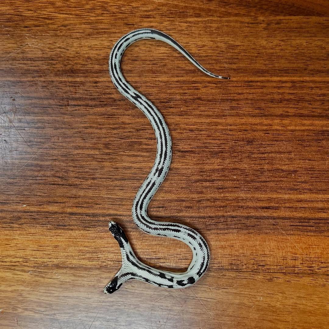 兩個頭都能控制身體,但Angel佔據主導地位。(IG)