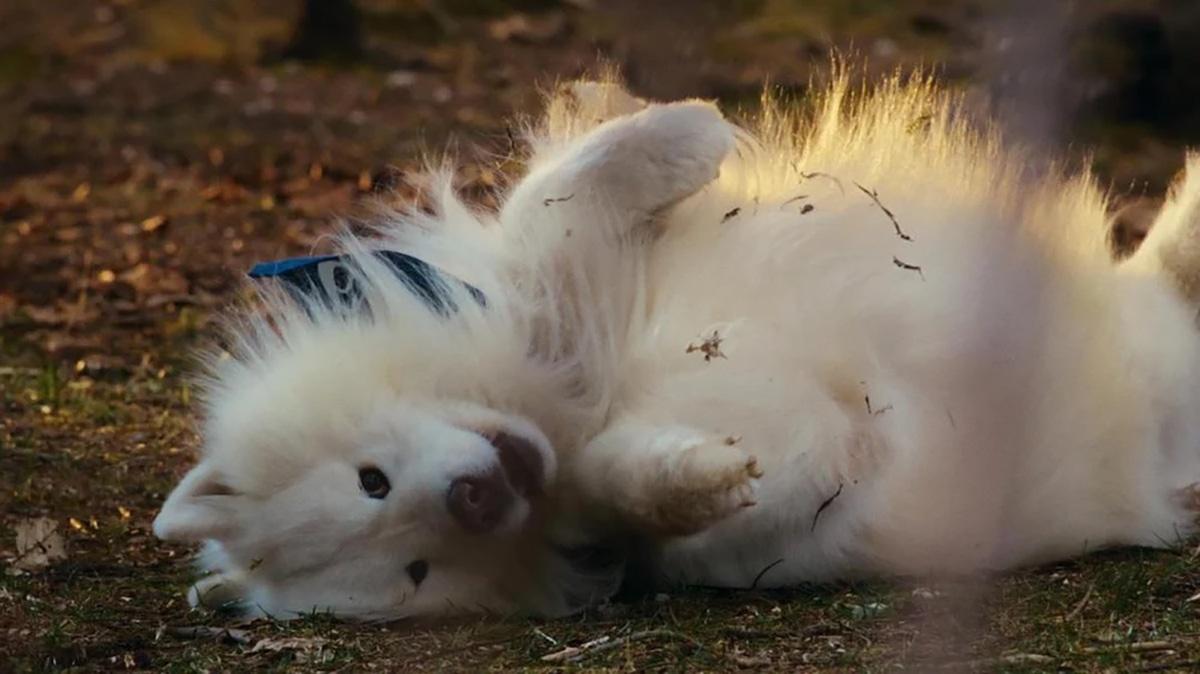 研究顯示,65%的狗主人認為狗狗是他們最強的運動推力,甚至勝過朋友、家人或私人教練。(X)