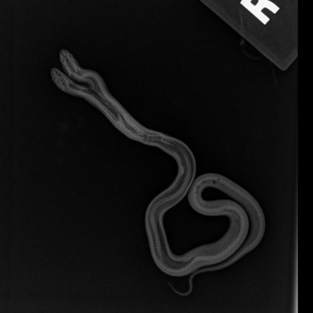 兩個頭部的脊椎在身體部分融合在一起。(IG)