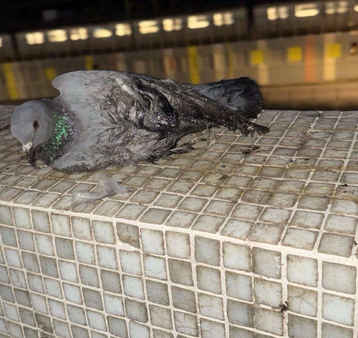 細看之下驚見石牆上被人塗上強力膠水,導致飛鴿被黏住。(香港動物報)