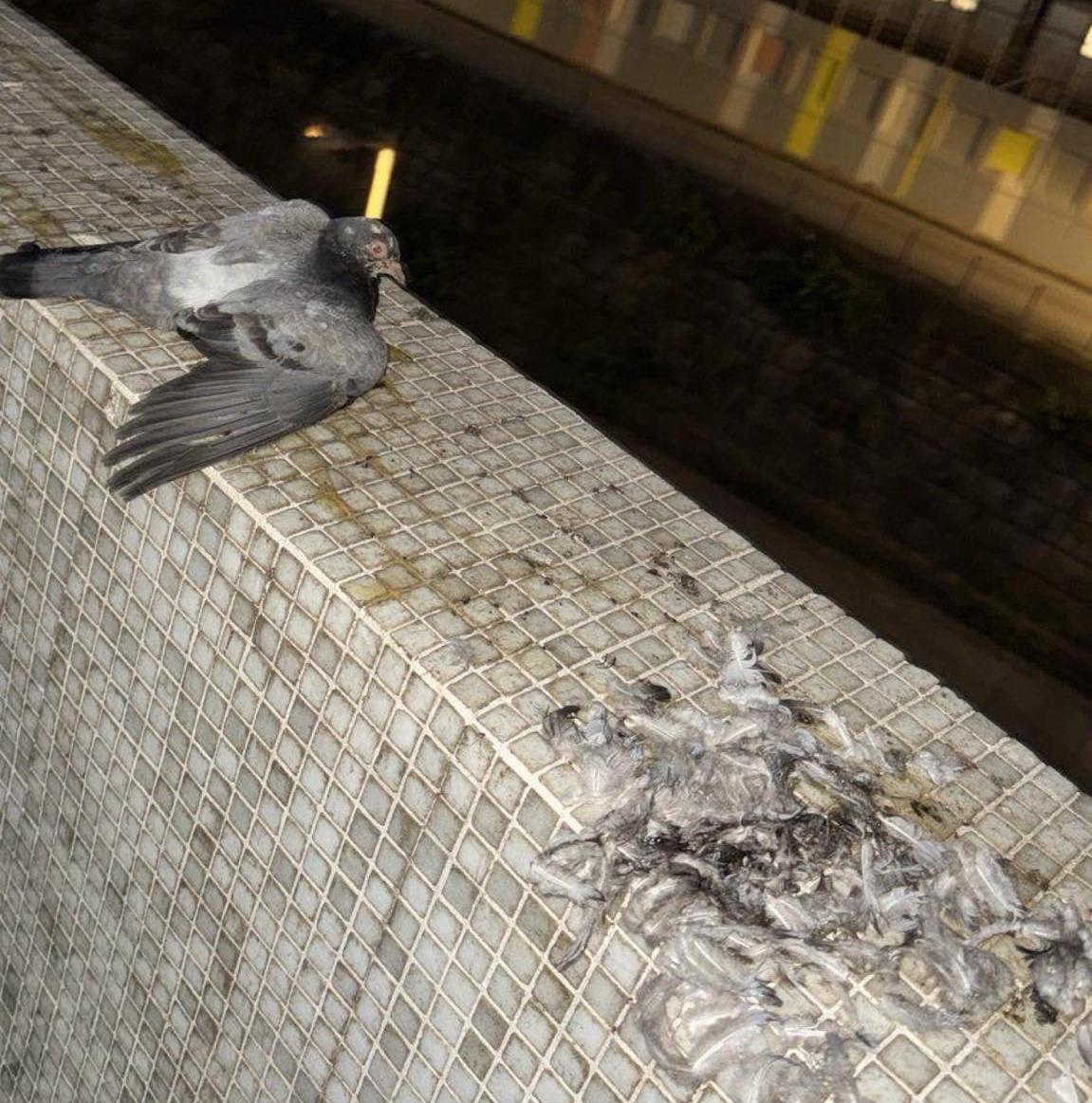 附近遺下附有血肉羽毛,料有兩隻鴿受傷。(香港動物報)