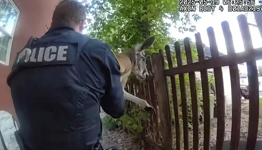 在其他警員的協助下把Irwin抱到警車內。(X)