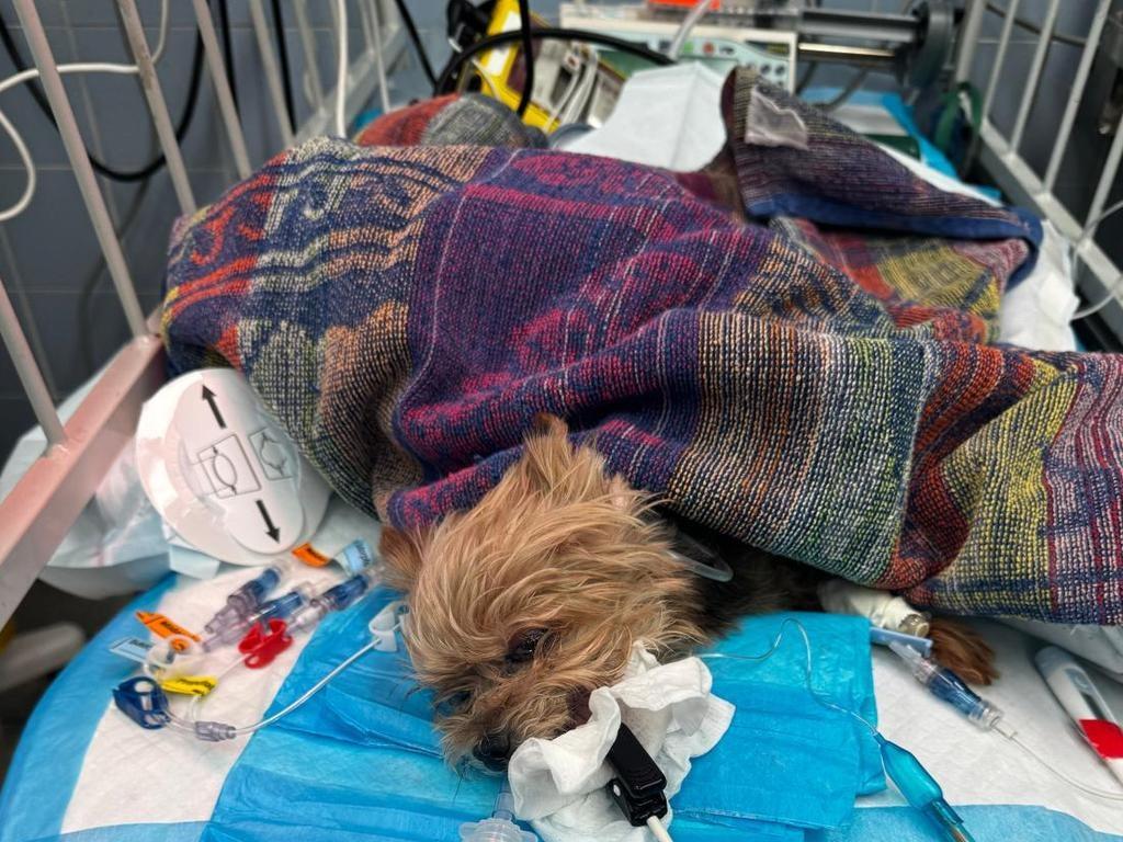 最終可可仍在1月19日病重去世。(X)