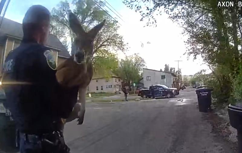 過程中Irwin僅在被抱初時掙扎了一下,隨後已乖乖「就擒」。(X)