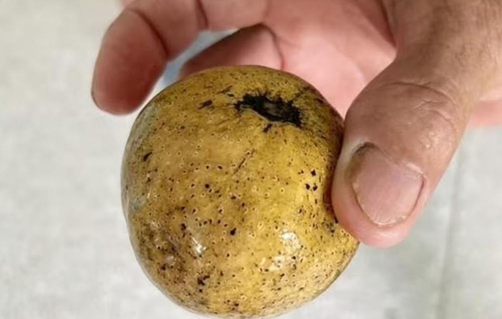 「Phol Sam Klur」,當地俗稱「三友果」。(X)