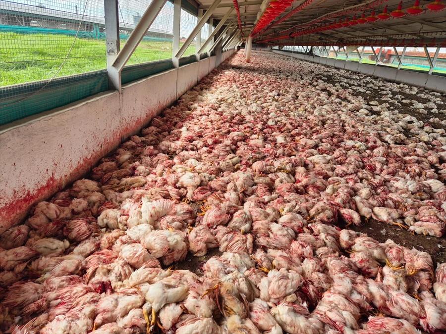 動保無奈要對另外35萬隻無法康復的雞進行人道毀滅,行動持續至周一(5日)。(IG)