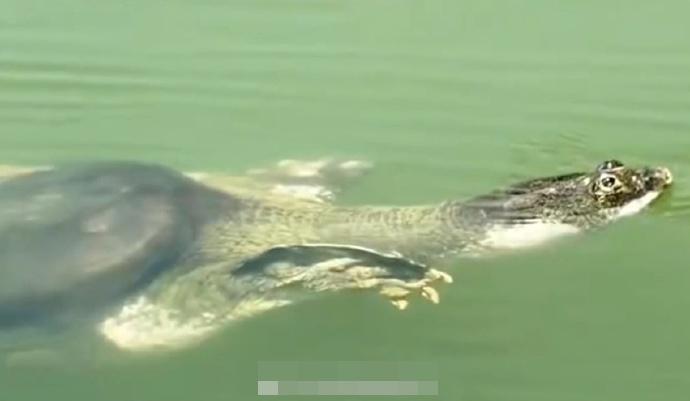 中國只剩下1隻雄性「蘇蘇」,據推測年齡在100歲左右。(微博)