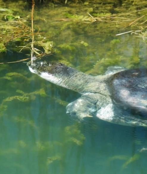 「蘇蘇」亦被網民稱為「世界上最孤獨的動物」。(微博)