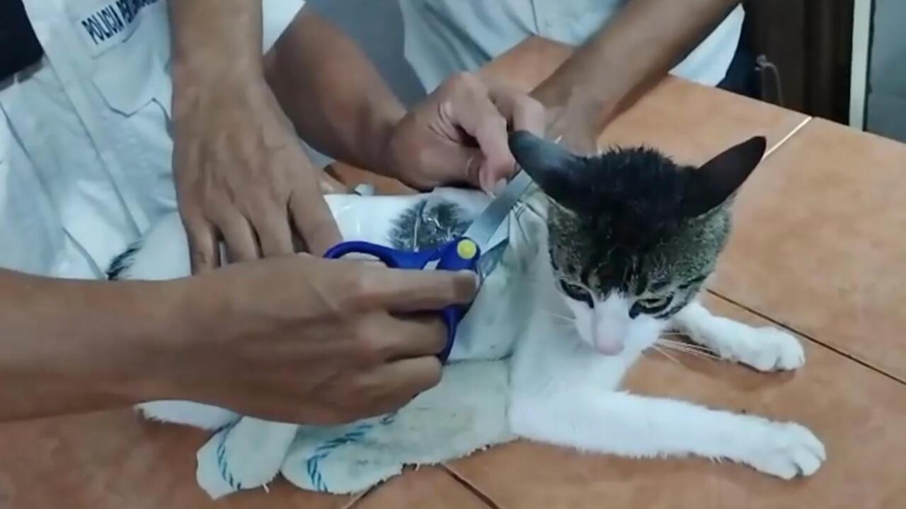 涉事貓咪已交由國家動物衞生局(National Animal Health Service)進行檢查,確保牠的健康無虞。(X)