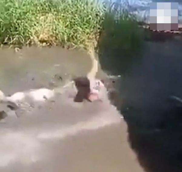 Lalay再咬住男子大腿拖行,施展死亡翻滾,狠狠咬住不肯鬆口。(X)