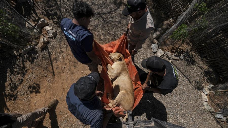 庇護所動物有不少是過去販毒集團成員飼養的奇珍異寵,亦有動物來自馬戲團。(X)