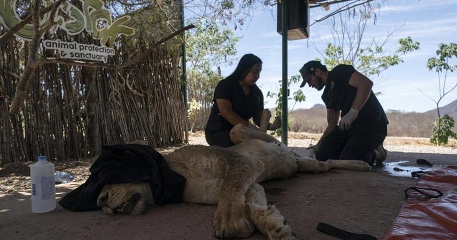 庇護所動物有不少是過去販毒集團成員飼養的奇珍異寵,亦有動物來自馬戲團。(X)