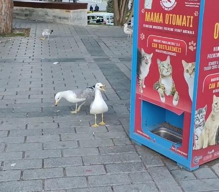 Andrey猜想,海鷗是聽到貓咪「喵喵」叫就有人餵食,所以模仿貓咪的聲音希望同樣獲取食物。(IG)