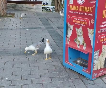 Andrey猜想,海鷗是聽到貓咪「喵喵」叫就有人餵食,所以模仿貓咪的聲音希望同樣獲取食物。(IG)