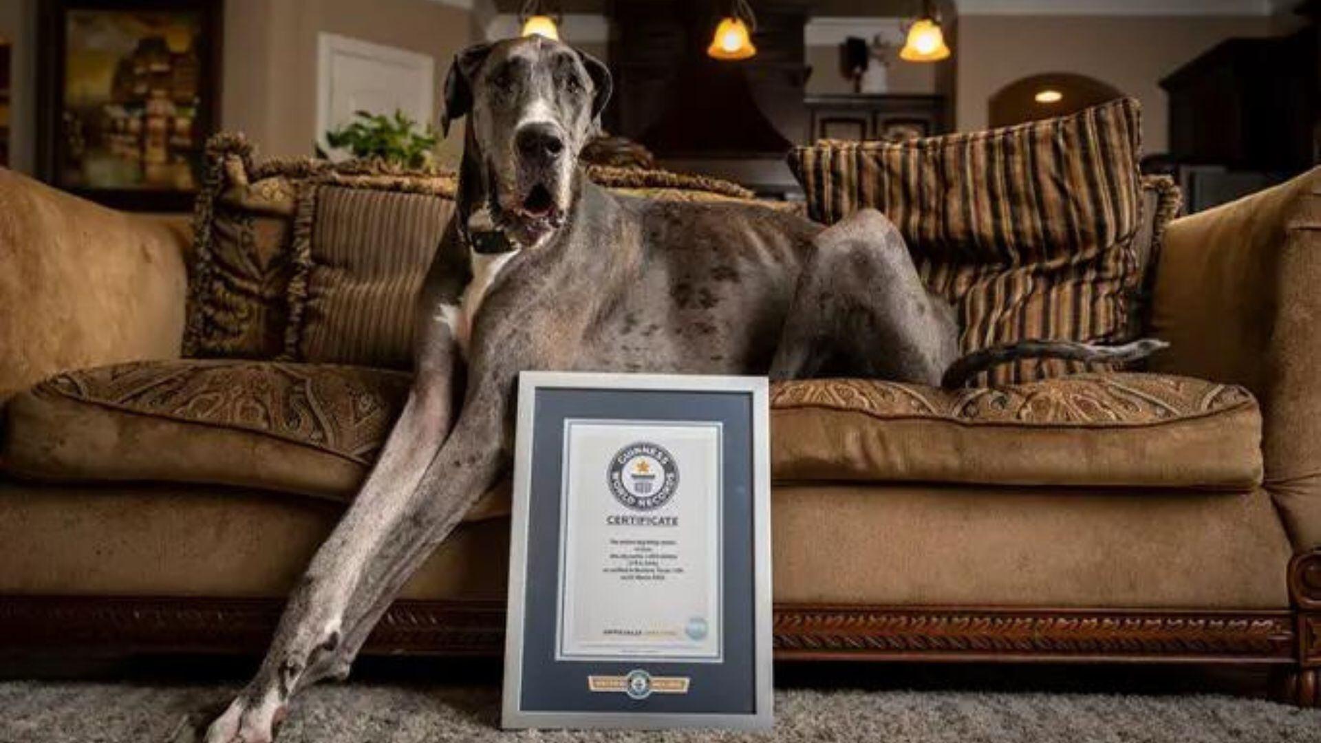 Reginald是健力士世界紀錄「現存最高狗隻(雄性)」。(X)