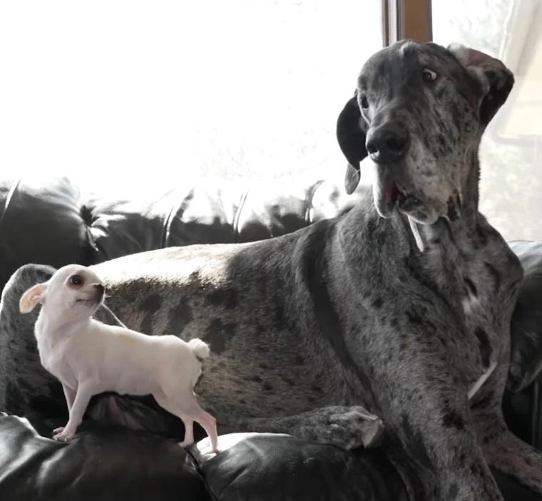 Reginald和Pearl毫無距離感。(X)