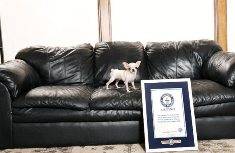 Pearl是健力士世界紀錄「現存最矮狗隻」。(X)