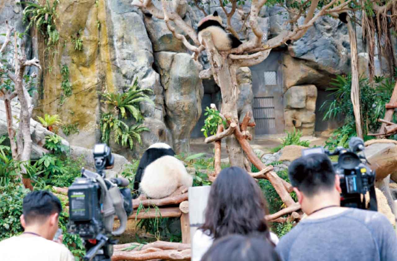 大熊貓家姐、細佬與媽媽盈盈下周二起,「移居」近「大熊貓之旅」入口處的高地區域與市民見面