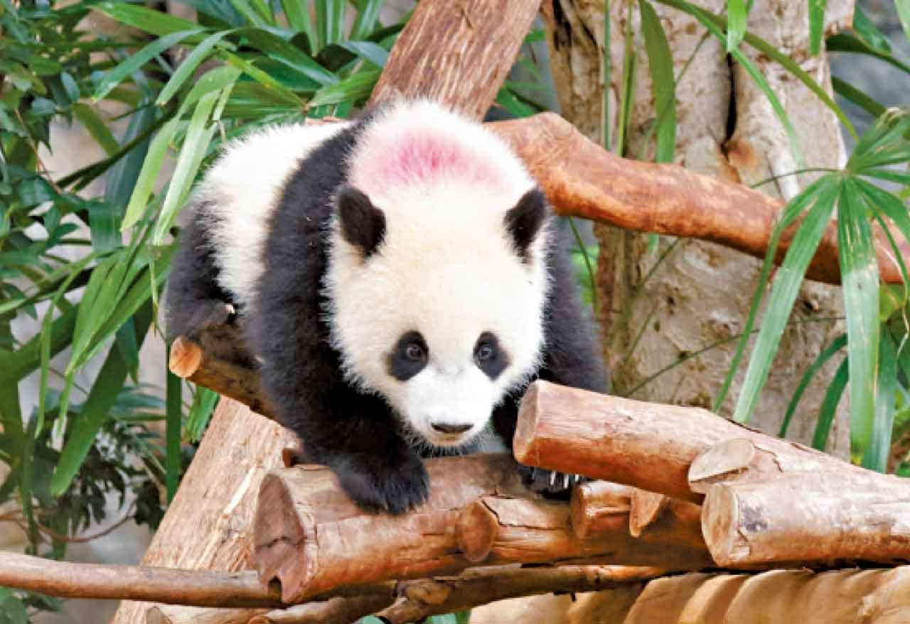 大熊貓家姐、細佬與媽媽盈盈下周二起,「移居」近「大熊貓之旅」入口處的高地區域與市民見面