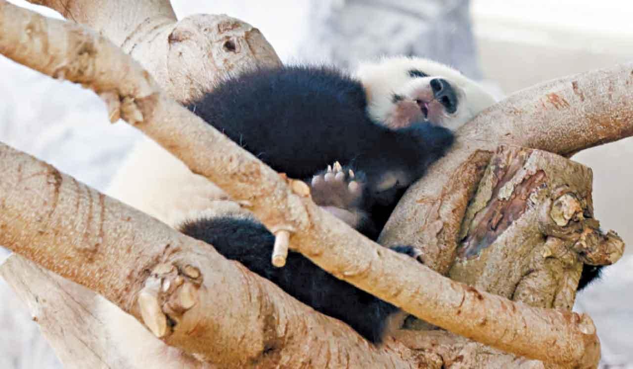 大熊貓家姐、細佬與媽媽盈盈下周二起,「移居」近「大熊貓之旅」入口處的高地區域與市民見面