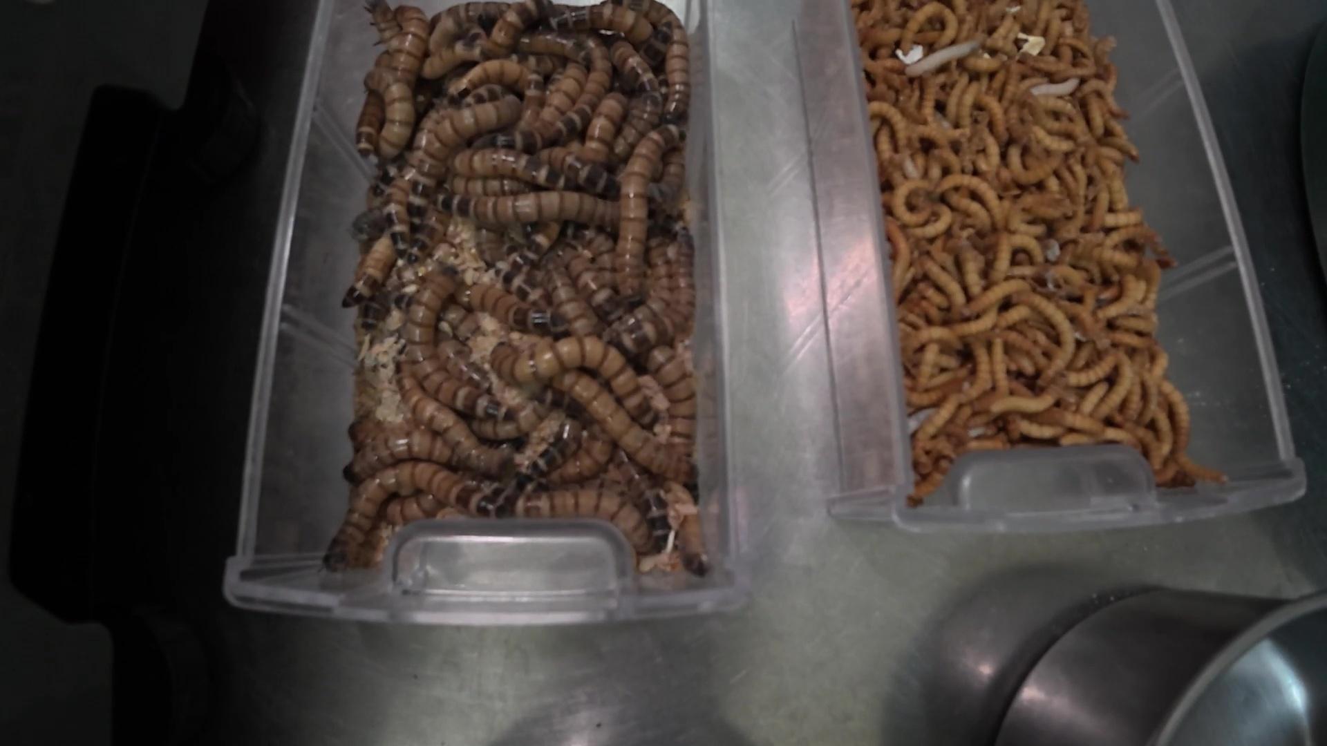 陳曉華餵鸚鵡被「蠕動的活力蟲蟲」嚇到瘋狂揼地喊驚。