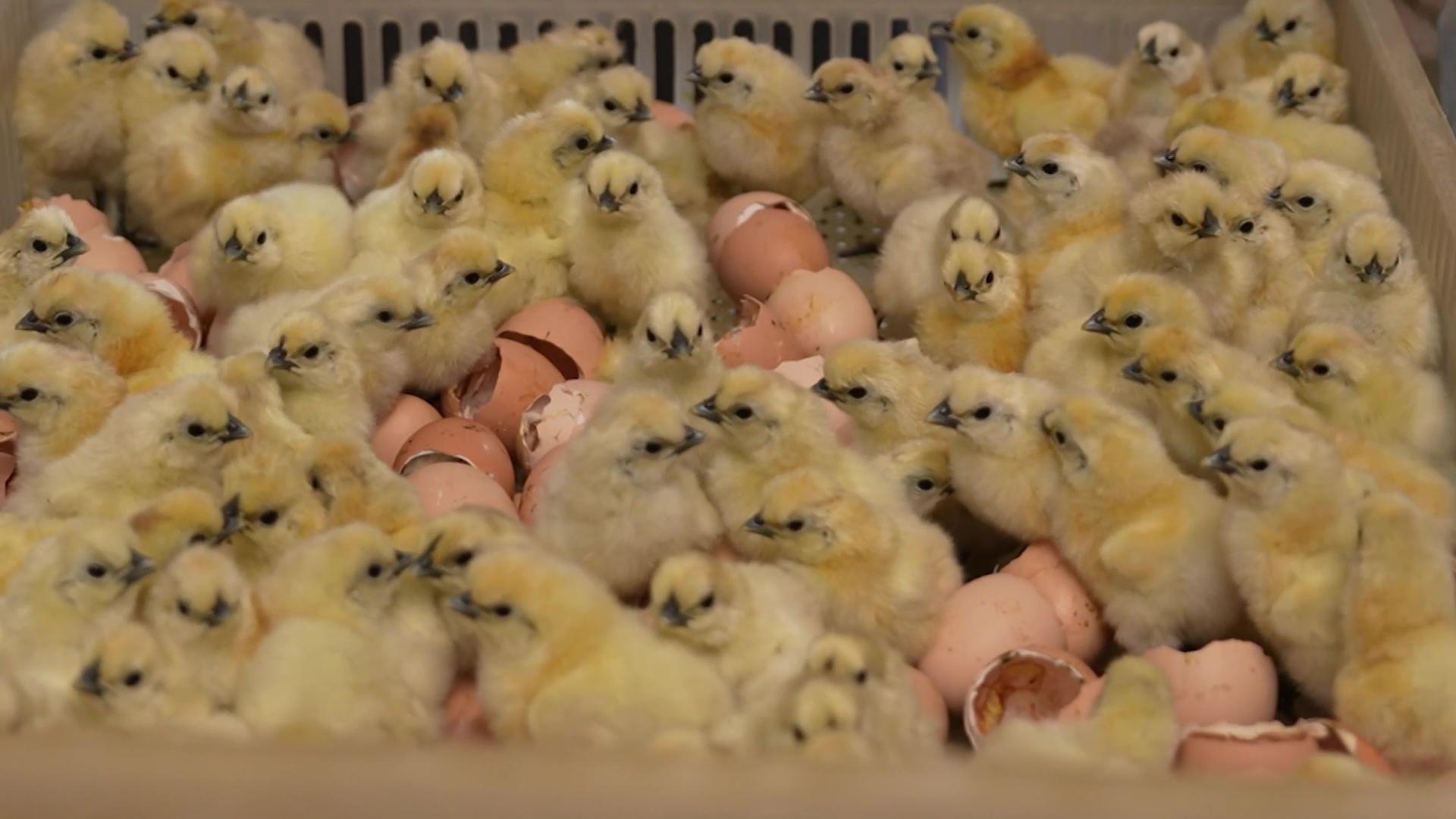 Joey聽到負責照顧5,500隻雞,立即頭都暈。