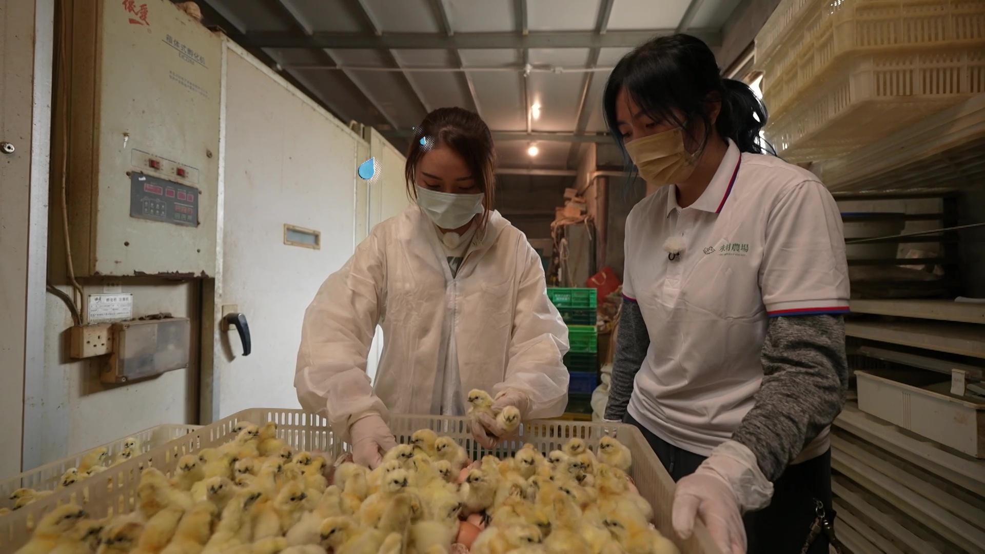 雞仔不斷逃走,非常混亂。