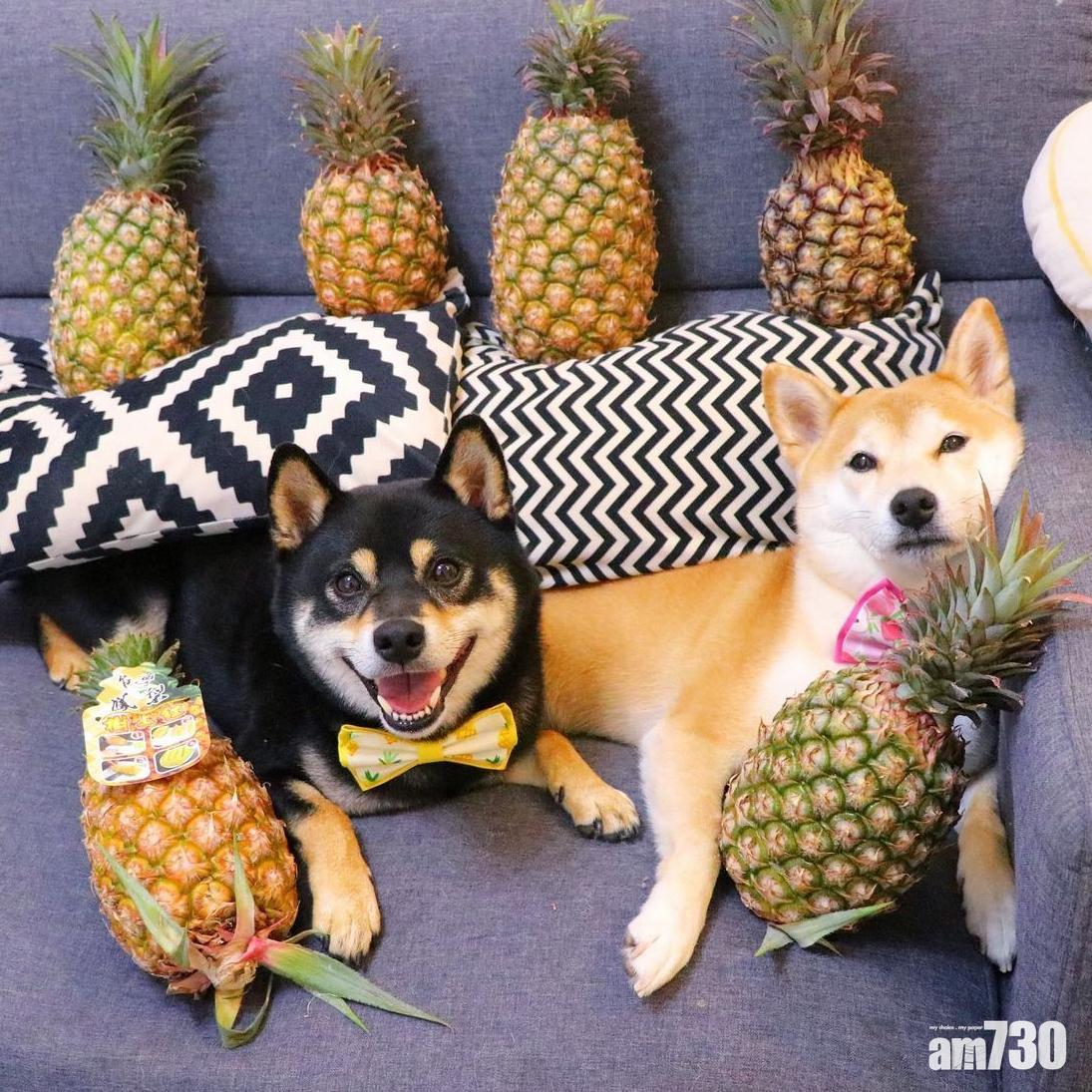 香港掀起台灣鳳梨潮,夏天正好DIY鳳梨多多。