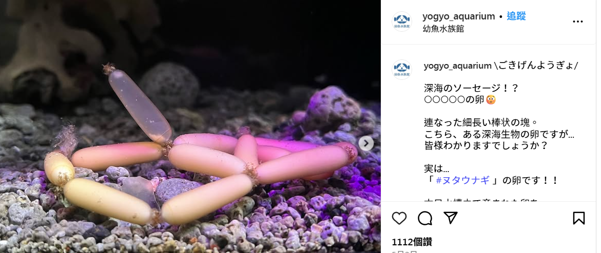 水族館展出「深海小香腸」?惹網民熱議
